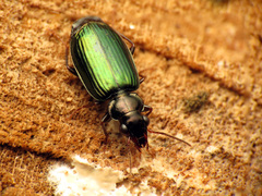 Coptodera aerata