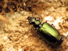 Coptodera aerata
