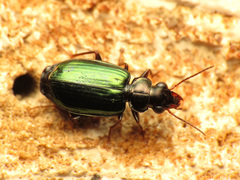 Coptodera aerata