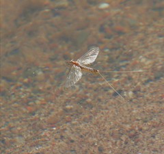 Hexagenia bilineata