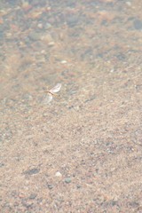 Hexagenia bilineata