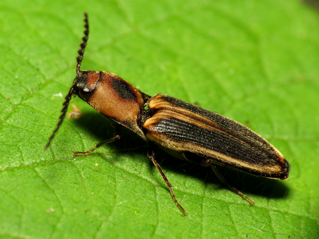 Megapenthes limbalis