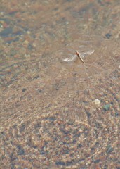 Hexagenia bilineata