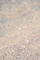 Hexagenia bilineata