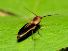 Megapenthes limbalis