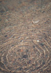 Hexagenia bilineata