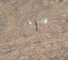 Hexagenia bilineata