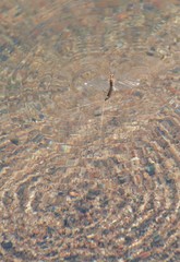 Hexagenia bilineata