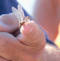 Hexagenia bilineata