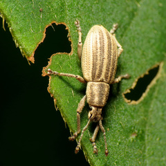 Aphrastus taeniatus
