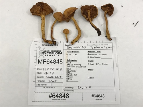 Gymnopilus