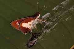 Sabera caesina