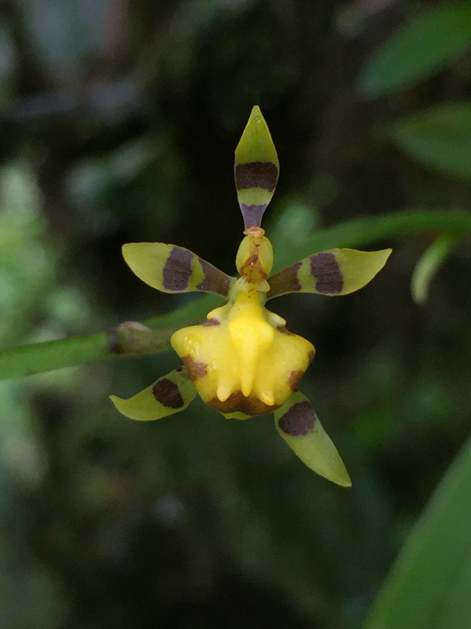 Cyrtochilum meirax (Rchb.f.) Dalström 2