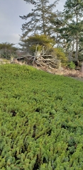 Juniperus rigida conferta