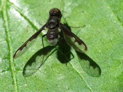 Anthrax argyropygus