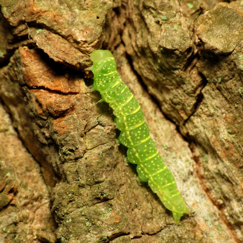 Paectes abrostoloides