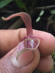 Pleurothallis ruberrima