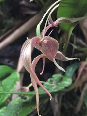 Pleurothallis ruberrima