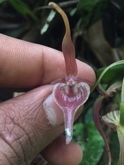 Pleurothallis ruberrima