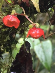Begonia secunda