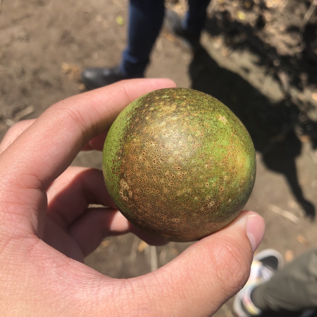 Citrus Rust Mite from S International Blvd, Weslaco, TX, US on June 19 ...