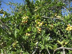 Elaeodendron transvaalense image