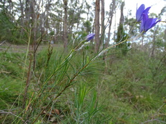Cheiranthera alternifolia