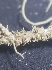 Usnea subscabrosa