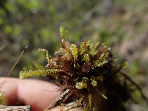 Image of Paludella squarrosa by no rights reserved