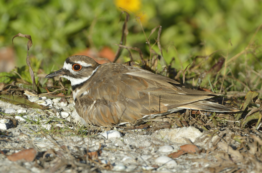 North American Killdeer from Longboat Key, FL, USA on June 4, 2023 at ...