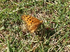 Argynnis hyperbius hyperbius
