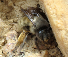 Anthophora villosula
