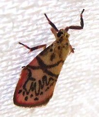 Miltochrista irregularis