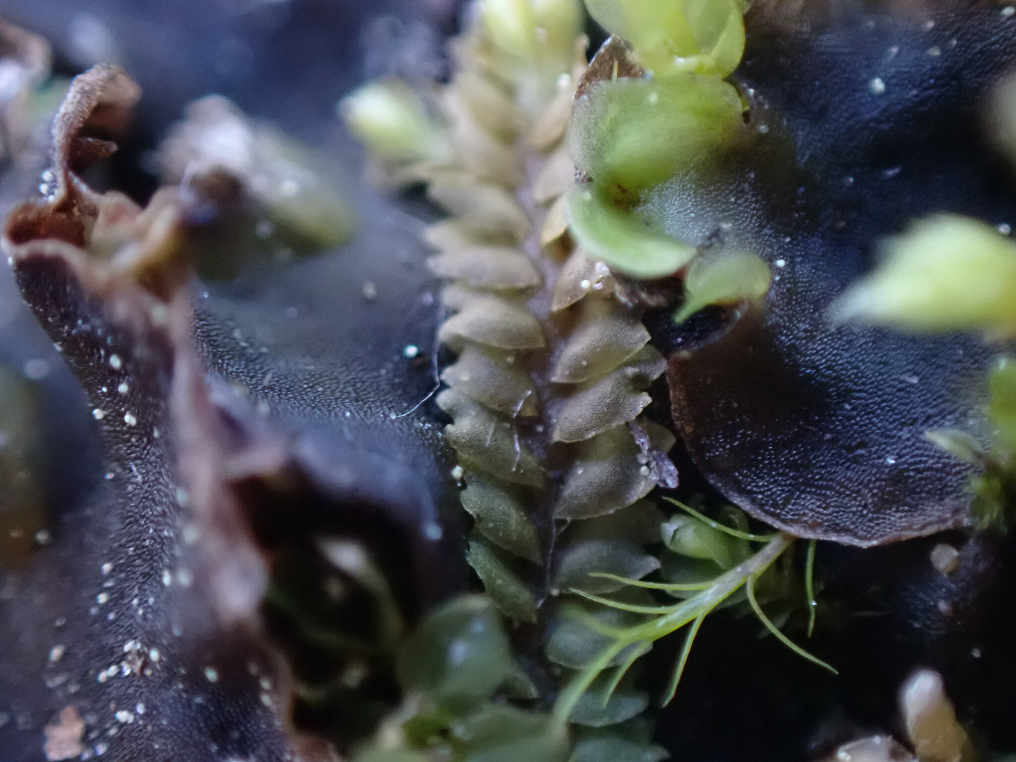 Mesoptychia sahlbergii