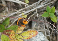 Lycaena phlaeas hypophlaeas