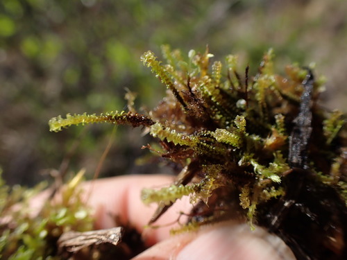 Image of Paludella squarrosa by no rights reserved