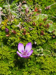 Gentianella cerastioides