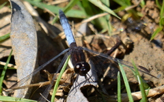 Erythrodiplax basifusca