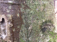 Dictyocatenulata alba