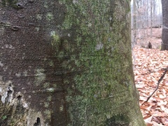 Dictyocatenulata alba