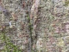 Dictyocatenulata alba