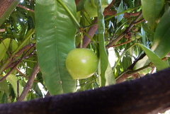 Garcinia dulcis