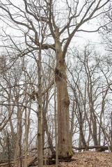 Magnolia acuminata