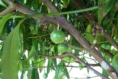 Garcinia dulcis