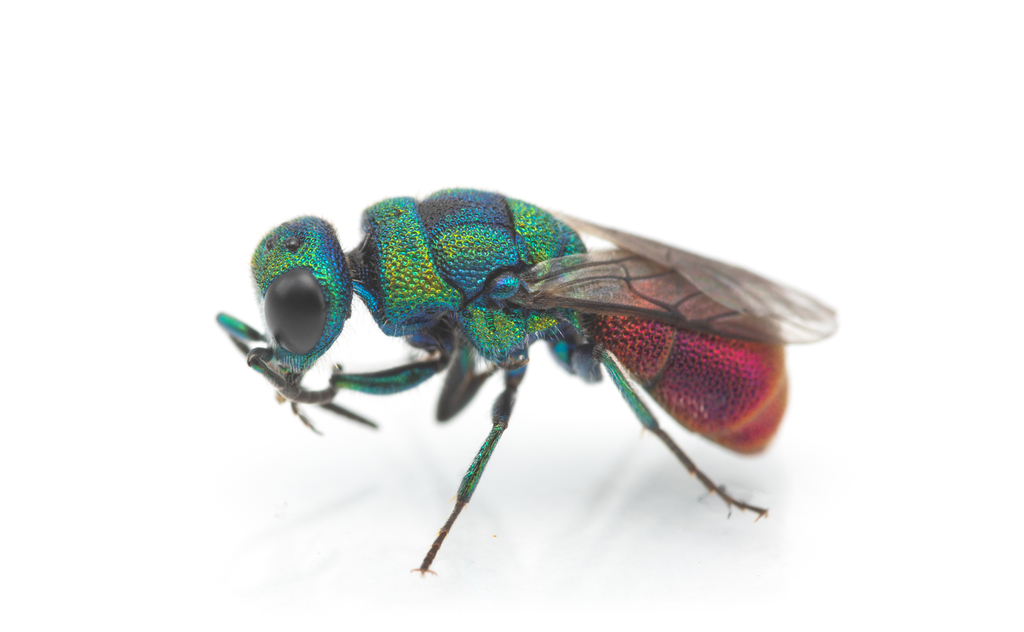 Chrysis mixta