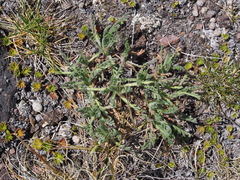 Erigeron cardaminifolius