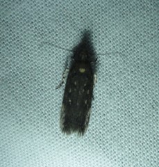 Gelechiini