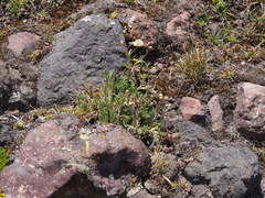 Erigeron cardaminifolius