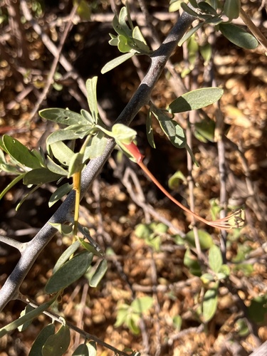 Grey-leaved wormbush (Cadaba termitaria)