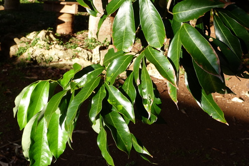 Litchi chinensis